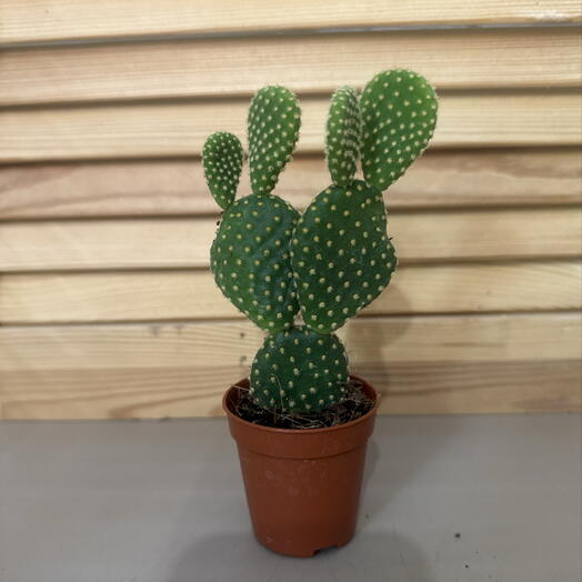 Опунция мелковолосистая (Opuntia microdasys)