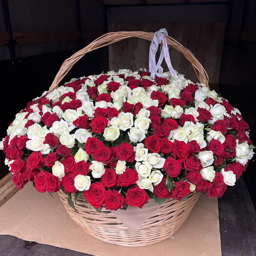 Корзина из 501 красных и белых роз