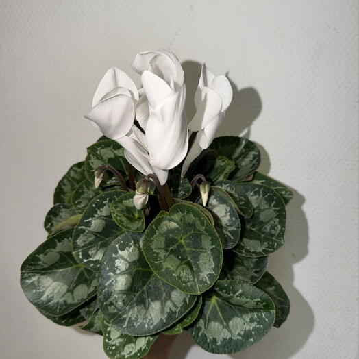 🌸 Цикламен персидский белый / Cyclamen persicum