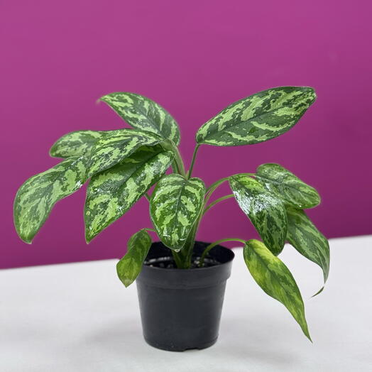 аглаонема (Aglaonema)