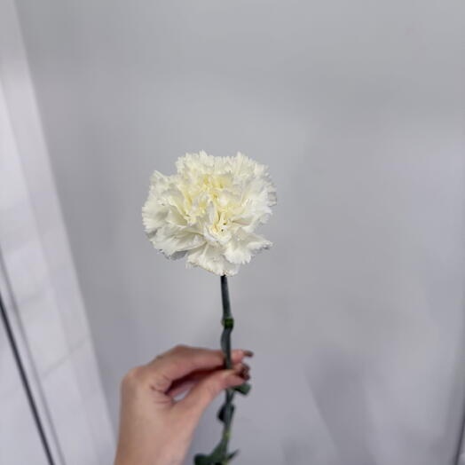 Белая гвоздика