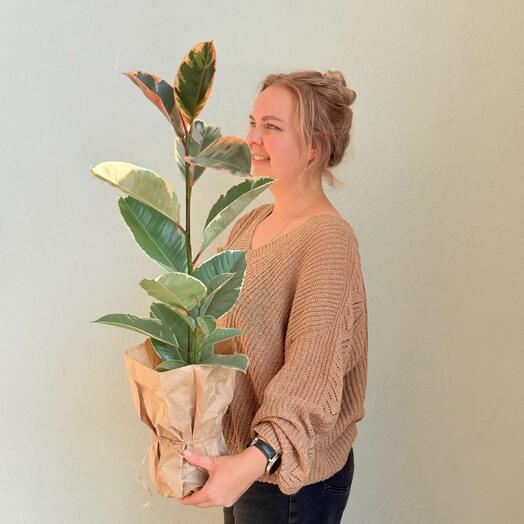 Фикус эластика (Ficus elastica), сорт с пёстрой листвой