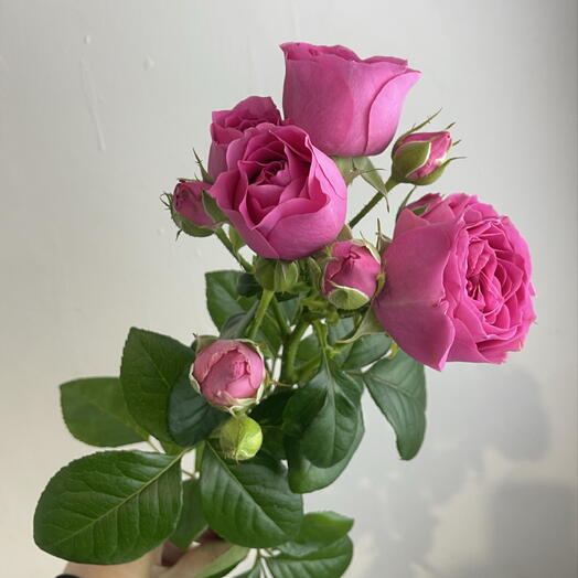 Роза пионовидная 💞