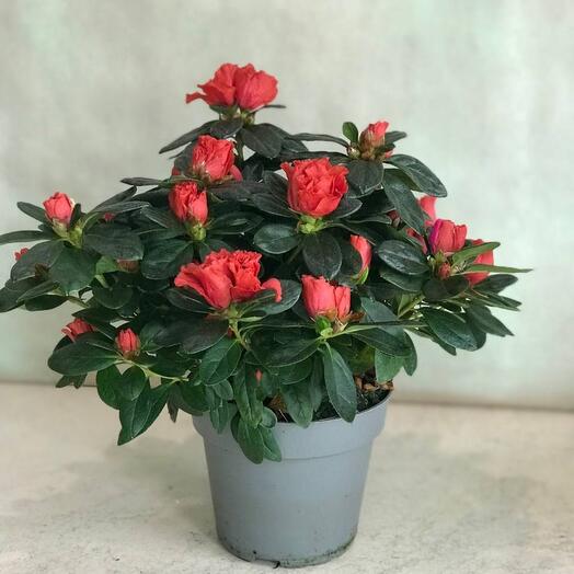 Planta de interior Azalea