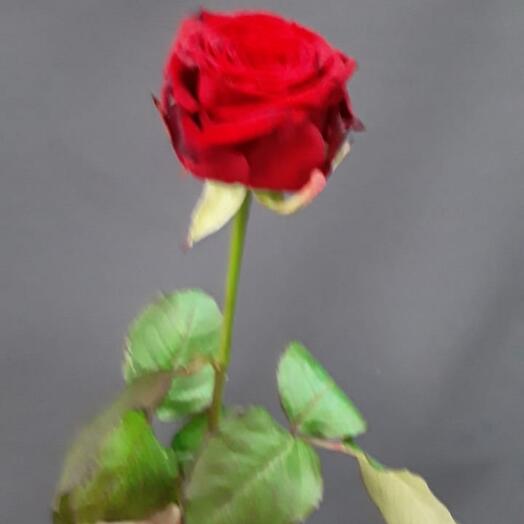 Rose Red Naomi