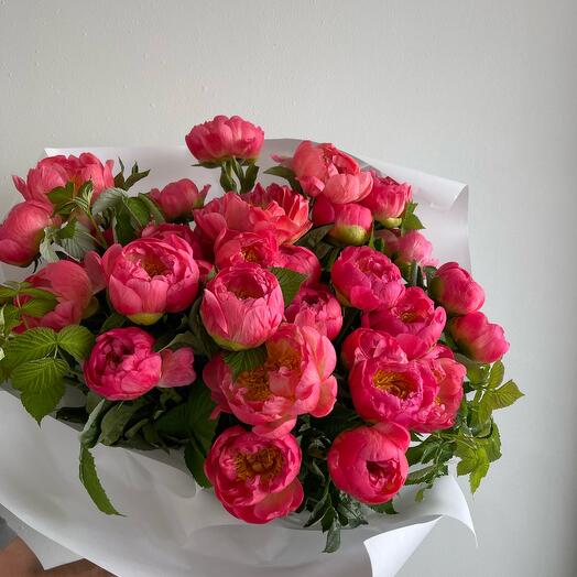 Пионы Коралловые