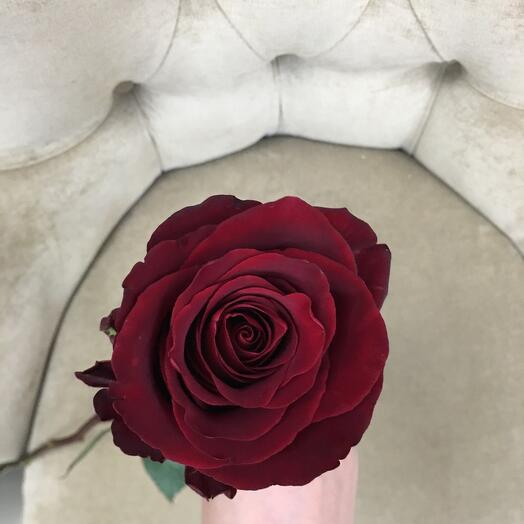 High Red Rose Evered