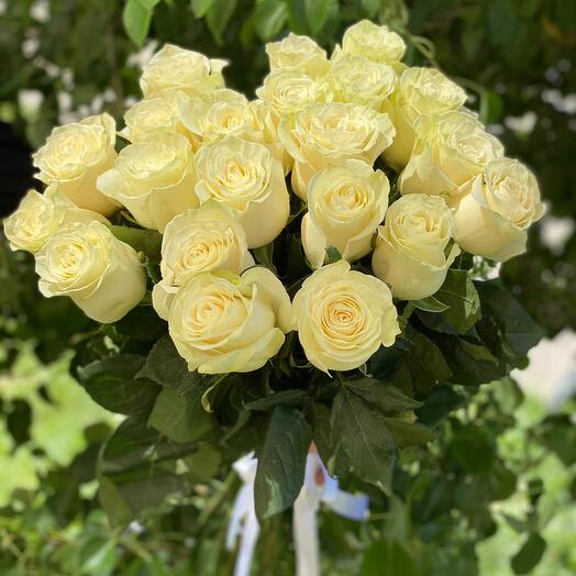 Rosas blancas