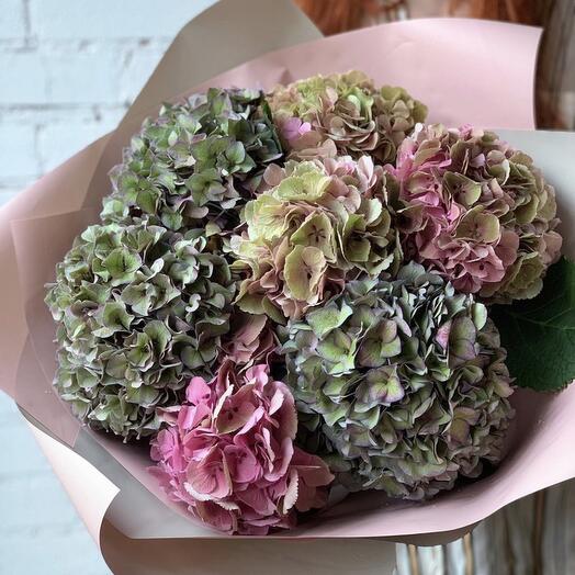Hydrangea