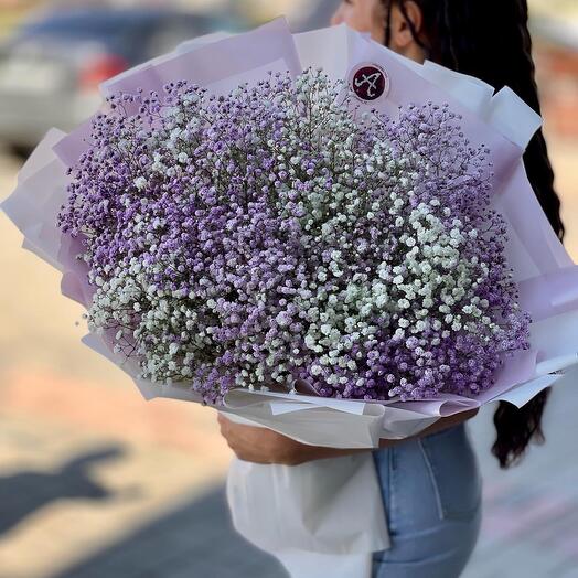 Gypsophila