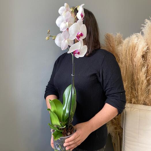 Planta de interior Phalaenopsis