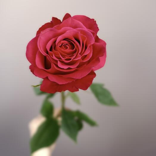 Малинова троянда "Gotcha" Голландія