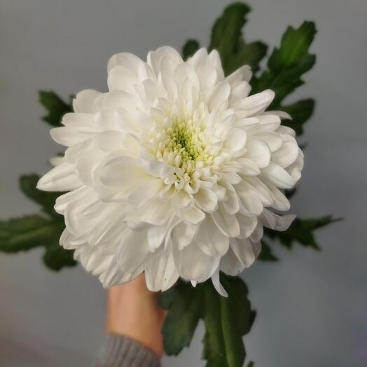 Chrysanthemum one - headed