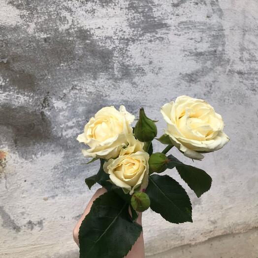 Rosetas "Bielorrusia" 50 cm