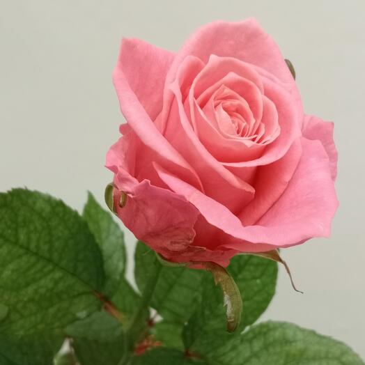Varietal rose Anna Karina