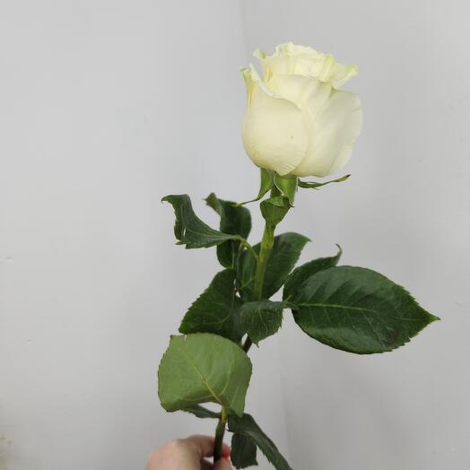 Rosa blanca 60cm Ecuador