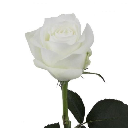 Rose Proud 60cm