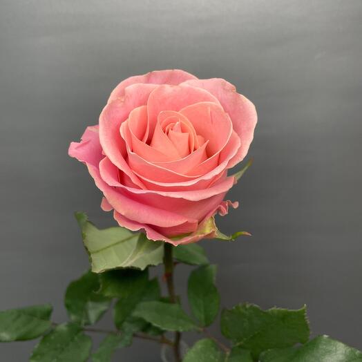 Роза «Hermosa» персиково-розовая 💗🍑