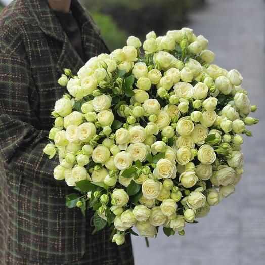 Bush Peony roses-White