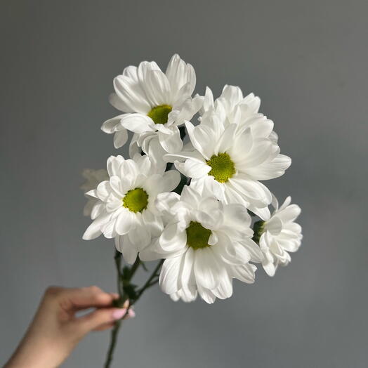 Chrysanthemum bush