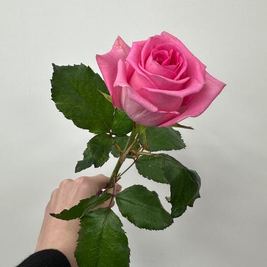 Rosa VIP Premium 50 cm