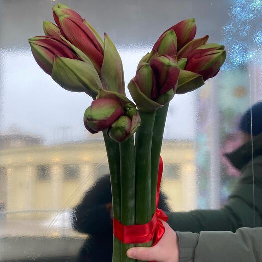 Букет из 7 амариллисов