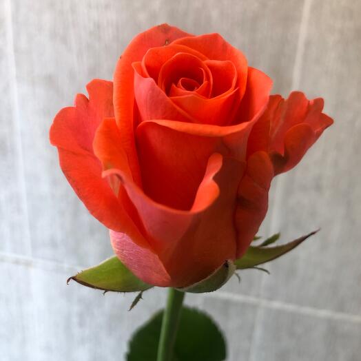 Роза 🌹