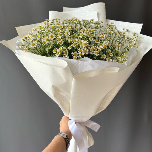 Field chamomile