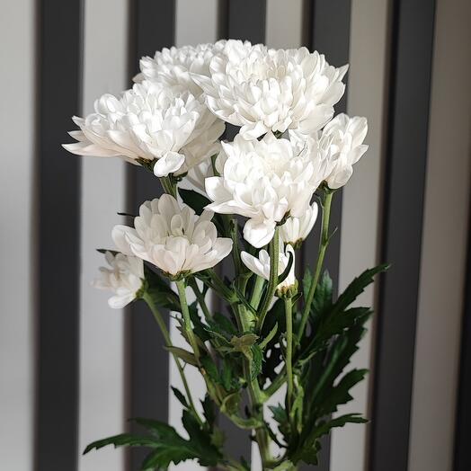 Хризантема кустовая алтай