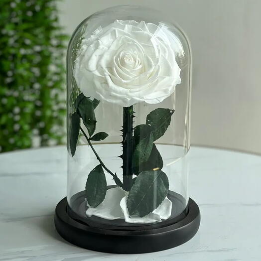 White Forever Rose