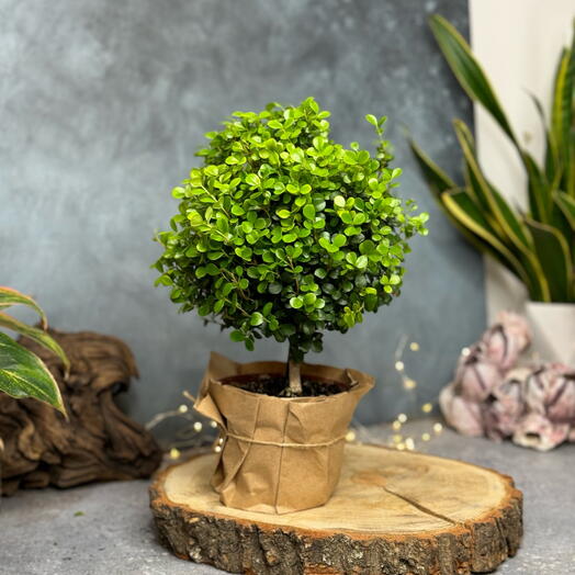 Деревце мирсина L - 103