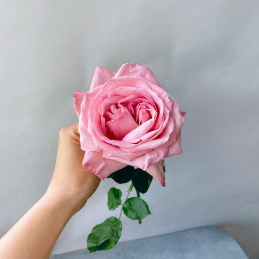 Роза «Pink O hara»