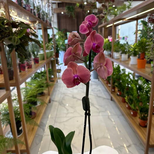 Orquídea phalaenopsis malva (1 tronco, 50-60 cm). ¡las flores de interior siempre alegran! =)