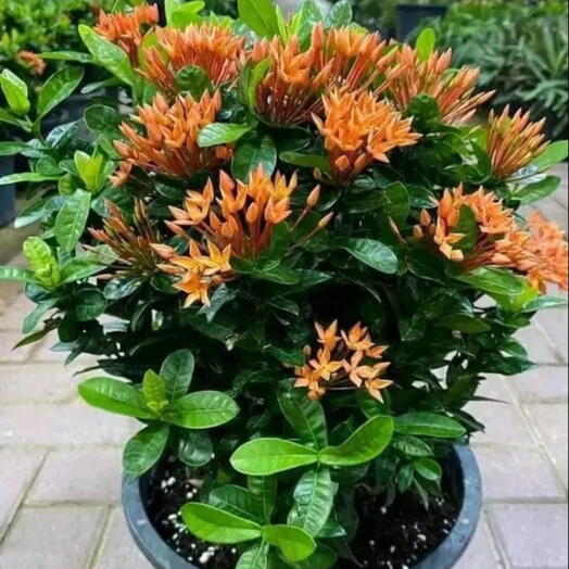 Ixora