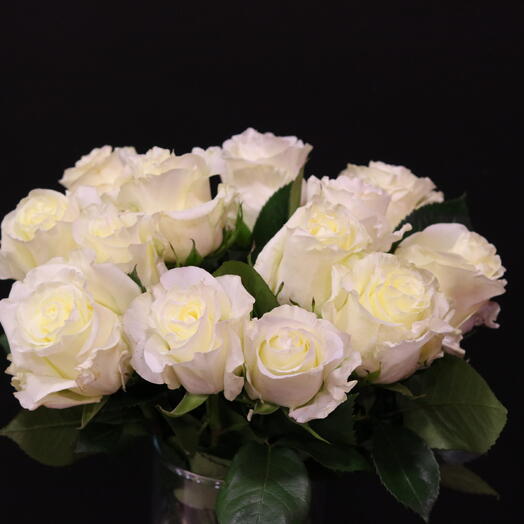Ecuadorian White Roses "First Lady"