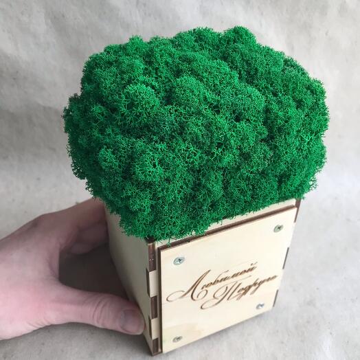 Коробочка со мхом 🌳 - Любимой Подруге -