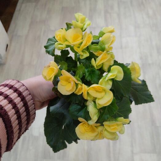 Бегония жёлтая