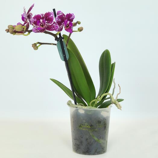 Spotted Moon orchid (phalaenopsis), D-9