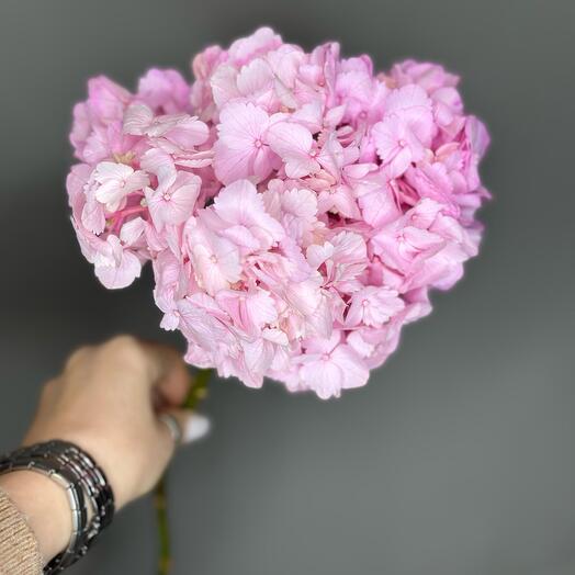 Hortensia rosa
