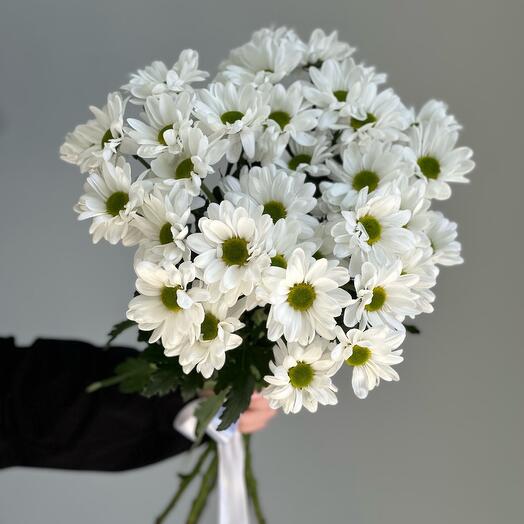 5 кустовых хризантем