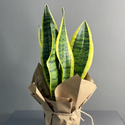 Комнатное растение «Сансевиерия»