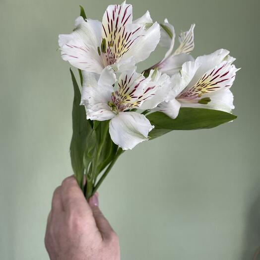 Альстромерия белая
