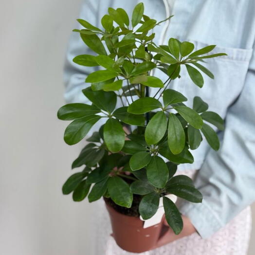 Шефлера Нора