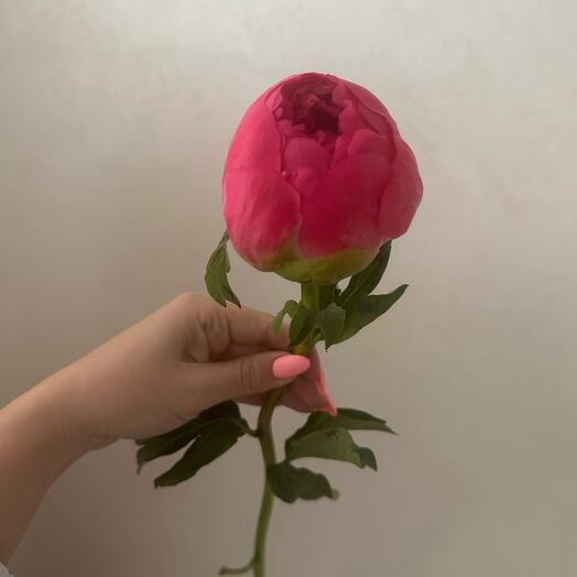 Пион коралловый