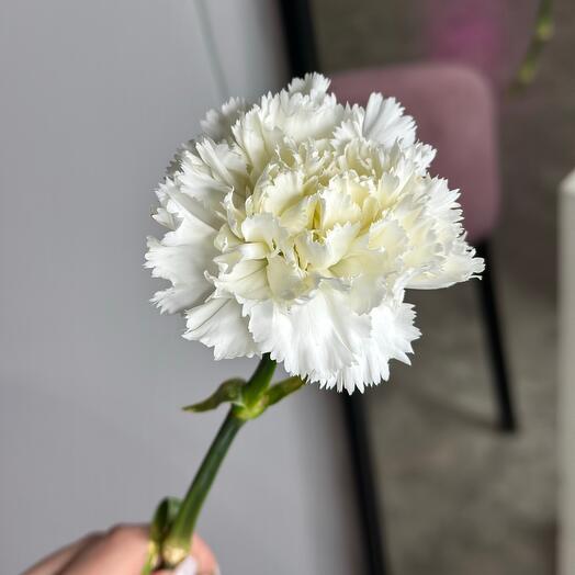 Гвоздика белая