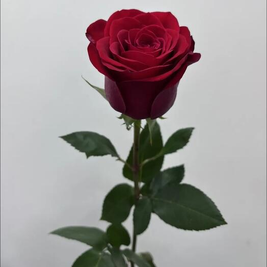 Роза красная (70 -80см)