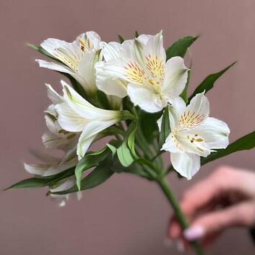Альстромерия белая