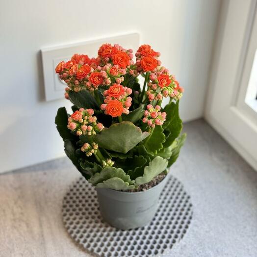 Kalandiva (Kalanchoe