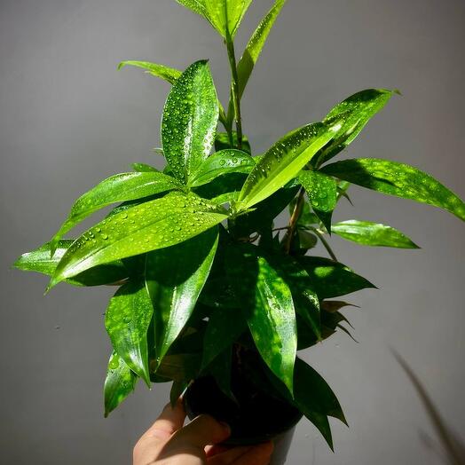 Драцена Сирцулоза