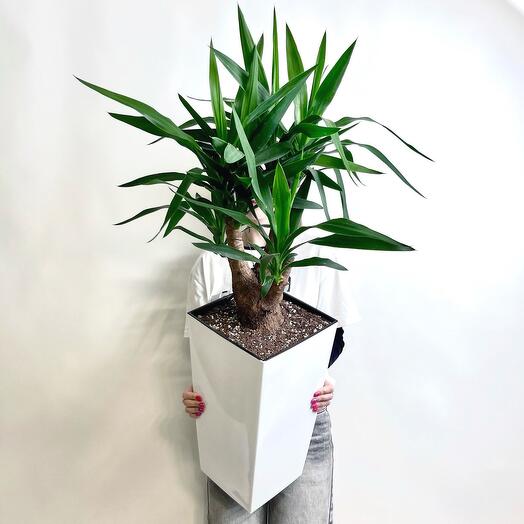 Комнатное растение живое, Юкка слоновая разветвлённая в пластиковом горшке со вставкой, 90 см